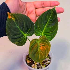 Variegated Philodendron Melanochrysum Live Plant - Rare Aroid Houseplant - Image 1