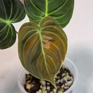 Variegated Philodendron Melanochrysum Live Plant - Rare Aroid Houseplant - Image 4
