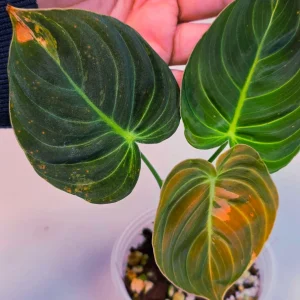 Variegated Philodendron Melanochrysum Live Plant - Rare Aroid Houseplant - Image 4