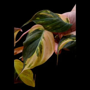 Variegated Philodendron Mican Aurea Cuttings - Live Plant - Easy Care Indoor - Image 1