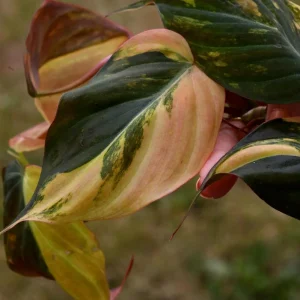 Variegated Philodendron Mican Aurea Cuttings - Live Plant - Easy Care Indoor - Image 4