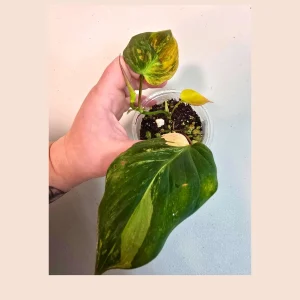 Variegated Philodendron Mican Aurea Live Plant - Rare Houseplant in Nursery Pot - Image 1