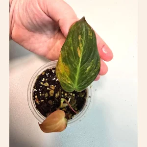 Variegated Philodendron Mican Aurea Live Plant – Rare Collector Houseplant in Nursery Pot - Image 1