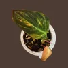 Variegated Philodendron Mican Aurea Live Plant - Rare Collector Houseplant in Nursery Pot - Image 1