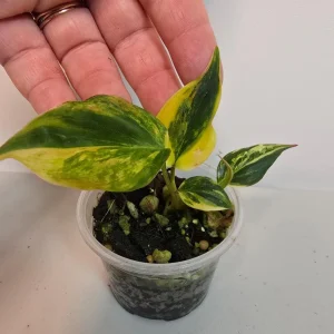 Variegated Philodendron Mican Aurea Live Plant - Rare Collector's Houseplant - Image 1