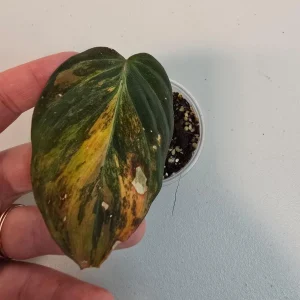 Variegated Philodendron Mican Aurea Live Plant - Rare Collector - Potted - Image 1