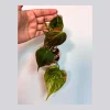 Variegated Philodendron Mican Aurea Live Plant - Rare Collector Plant in Nursery Pot - Image 1