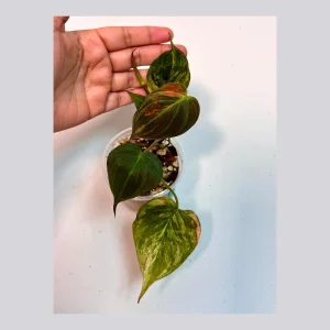 Variegated Philodendron Mican Aurea Live Plant - Rare Collector Plant in Nursery Pot - Image 1