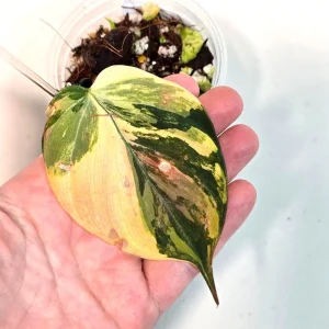 Variegated Philodendron Mican Aurea Live Plant - Rare Collector Plant in Nursery Pot - Image 2