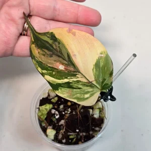 Variegated Philodendron Mican Aurea Live Plant - Rare Collector's Houseplant - Image 2