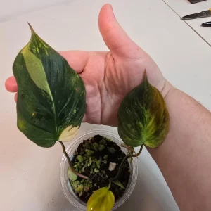Variegated Philodendron Mican Aurea Live Plant - Rare Collector Houseplant in Nursery Pot - Image 2