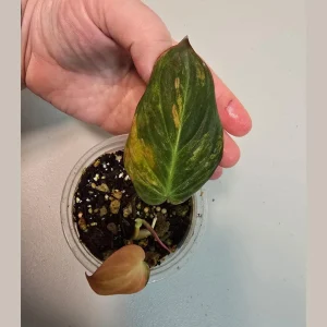 Variegated Philodendron Mican Aurea Live Plant - Rare Collector Houseplant in Nursery Pot - Image 2