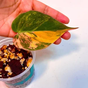 Variegated Philodendron Mican Aurea Live Plant - Rare Collector's Houseplant - Image 2