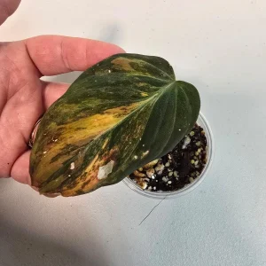 Variegated Philodendron Mican Aurea Live Plant - Rare Collector - Potted - Image 2