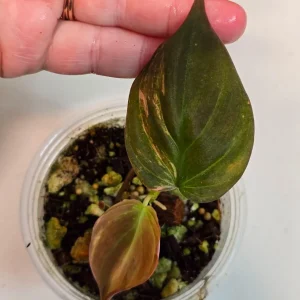 Variegated Philodendron Mican Aurea Live Plant - Rare Collector Houseplant in Nursery Pot - Image 2