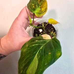 Variegated Philodendron Mican Aurea Live Plant - Rare Houseplant in Nursery Pot - Image 3