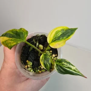 Variegated Philodendron Mican Aurea Live Plant - Rare Collector's Houseplant - Image 3