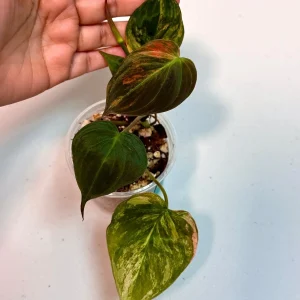 Variegated Philodendron Mican Aurea Live Plant - Rare Collector Plant in Nursery Pot - Image 3