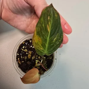 Variegated Philodendron Mican Aurea Live Plant - Rare Collector Houseplant in Nursery Pot - Image 3