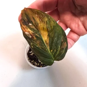 Variegated Philodendron Mican Aurea Live Plant - Rare Collector's Houseplant - Image 3