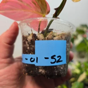 Variegated Philodendron Mican Aurea Live Plant - Rare Collector Houseplant in Nursery Pot - Image 3