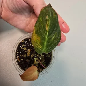 Variegated Philodendron Mican Aurea Live Plant – Rare Collector Houseplant in Nursery Pot - Image 3