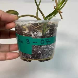 Variegated Philodendron Mican Aurea Live Plant - Rare Collector Plant in Nursery Pot - Image 4