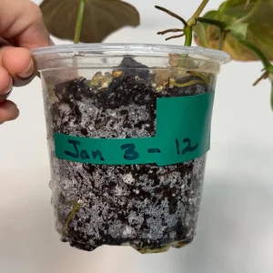 Variegated Philodendron Mican Aurea Live Plant - Rare Collector's Houseplant - Image 4