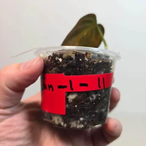 Variegated Philodendron Mican Aurea Live Plant - Rare Collector's Houseplant - Image 4