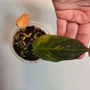 Variegated Philodendron Mican Aurea Live Plant – Rare Collector Houseplant in Nursery Pot - Image 4