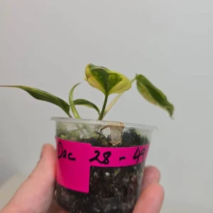 Variegated Philodendron Mican Aurea Live Plant - Rare Collector's Houseplant - Image 4