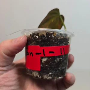 Variegated Philodendron Mican Aurea Live Plant - Rare Collector's Houseplant - Image 4