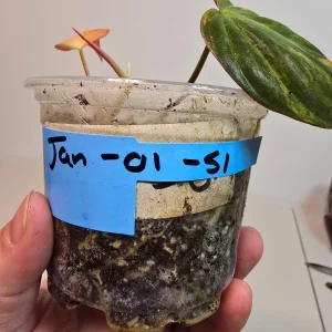 Variegated Philodendron Mican Aurea Live Plant – Rare Collector Houseplant in Nursery Pot - Image 5