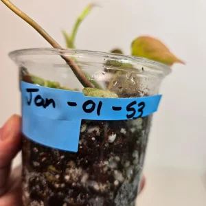 Variegated Philodendron Mican Aurea Live Plant - Rare Collector Houseplant in Nursery Pot - Image 5