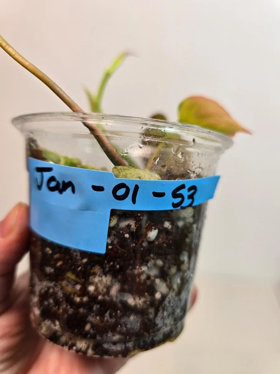 Variegated Philodendron Mican Aurea Live Plant - Rare Collector Houseplant in Nursery Pot - Image 5