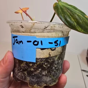 Variegated Philodendron Mican Aurea Live Plant - Rare Collector Houseplant in Nursery Pot - Image 5