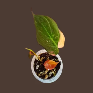 Variegated Philodendron Micans Aurea Live Plant - Rare Collector Houseplant in Nursery Pot - Image 1