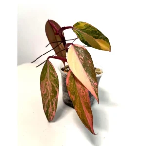 Variegated Philodendron Strawberry Shake Live Plant - Rare Houseplant - Exotic Indoor Plant - Image 1