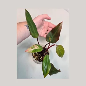 Variegated Philodendron Strawberry Shake Live Plant - Pink Philodendron - Image 1