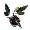 Variegated Philodendron Strawberry Shake Live Plant - Pink Philodendron - Image 1