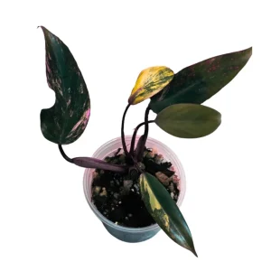 Variegated Philodendron Strawberry Shake Live Plant - Pink Philodendron - Image 1