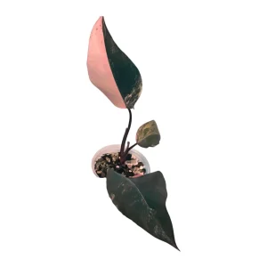 Variegated Philodendron Strawberry Shake Live Plant - Rare Pink Houseplant Indoor - Image 1