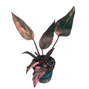 Variegated Philodendron Strawberry Shake Live Plant - Rare Pink Aroid Houseplant - Image 1