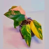 Variegated Philodendron Strawberry Shake Live Plant - Pink Philodendron Houseplant - Image 1