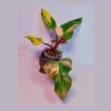 Variegated Philodendron Strawberry Shake Live Plant - Pink Philodendron Houseplant - Image 1