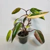 Variegated Philodendron Strawberry Shake Live Plant - Pink Philodendron - Image 1