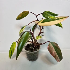 Variegated Philodendron Strawberry Shake Live Plant - Pink Philodendron - Image 1