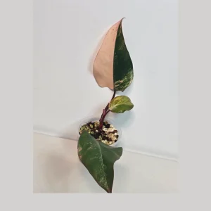 Variegated Philodendron Strawberry Shake Live Plant - Rare Pink Aroid Houseplant - Image 1