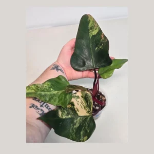 Variegated Philodendron Strawberry Shake Live Plant - Rare Indoor Pink Plant - Image 1