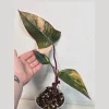 Variegated Philodendron Strawberry Shake Live Plant - Rare Pink Houseplant - Image 1